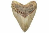 Fossil Megalodon Tooth - Collector Quality Indonesia Meg #225279-1
